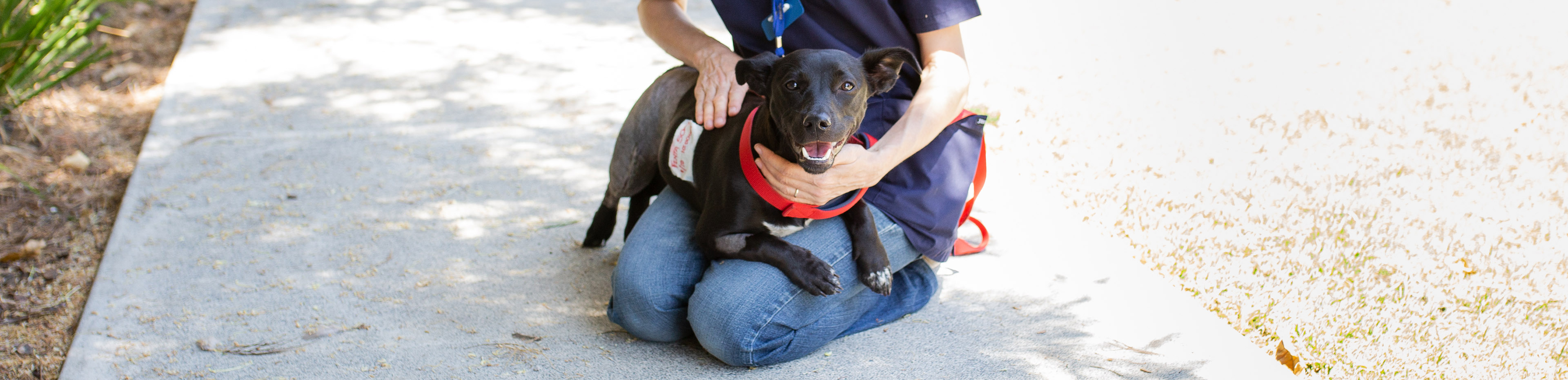 Roxy the dog after her ordeal from jumping out of a car unrestrained